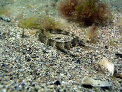 Greater pipefish, taken in the Black Sea - Romania 2003 by Serban Virgil Ionescu 